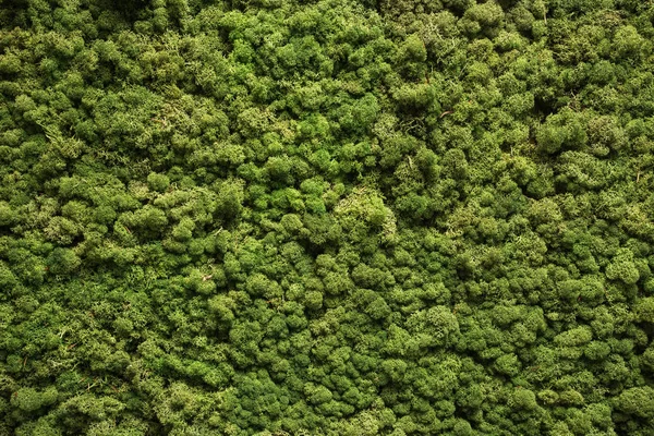 Moss Texture Moss Background Green Moss On Grunge Texture Background Stock Images Page Everypixel