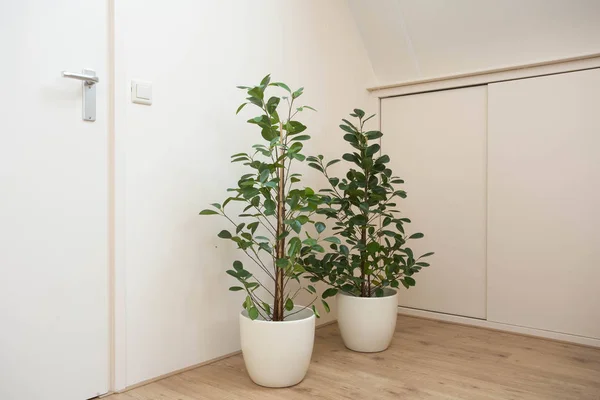 Lichte woonkamer met twee groene kamerplanten, modern Scandinavisch design — Stockfoto