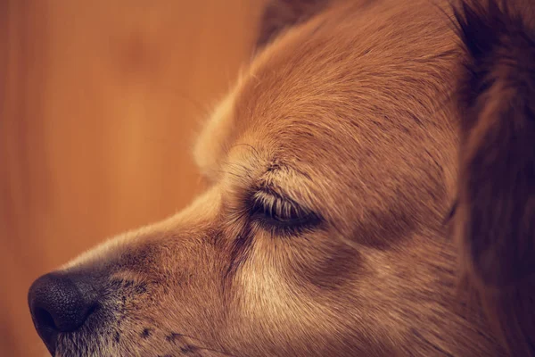 Primer plano de la nariz del perro, nariz del perro y la cara con fondo marrón, animales domésticos — Foto de Stock