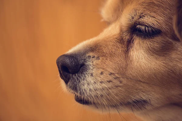 Primer plano de la nariz del perro, nariz del perro y la cara con fondo marrón, animales domésticos — Foto de Stock
