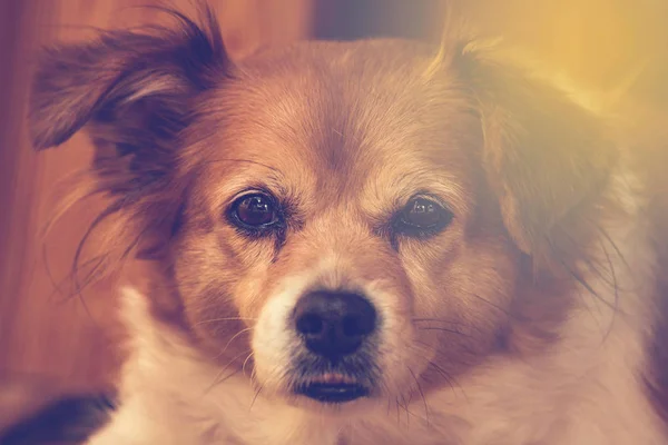 Retrato de un perro marrón lindo feliz, cara de primer plano — Foto de Stock