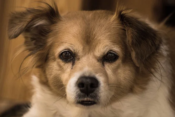 Retrato de un perro marrón lindo feliz, cara de primer plano —  Fotos de Stock