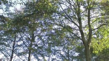 Slayt çekim ağaçlarda orman, Motorlu Hd zaman atlamalı klip, yüksek dinamik Aralık görüntüleme