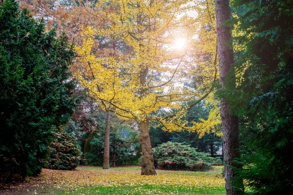 Красивое желтое дерево среди других цветных деревьев в красочном парке — стоковое фото