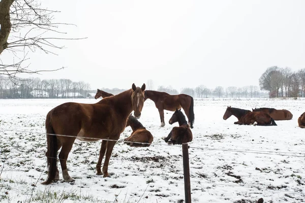 Лошади стоят в снегу в холодный зимний день — стоковое фото