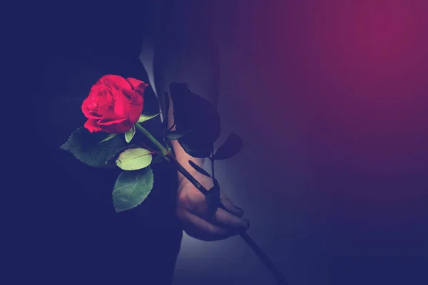 Woman with a red rose in her hand close-up, romantic valentines concept Stock Photo