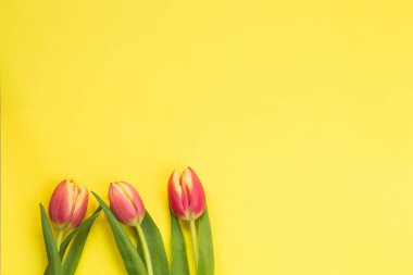 Bahar kavramı. Lale sarı arka planlı, uzay için metin, Nisan Paskalya kavramı