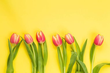 Bahar kavramı. Lale sarı arka planlı, uzay için metin, Nisan Paskalya kavramı