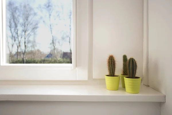 Petite plante de cactus dans un pot vert se dresse sur le rebord de la fenêtre, design moderne — Photo