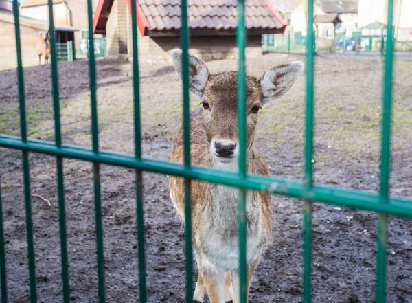Veado em mini zoológico, parque animal, veado trancado em uma gaiola — Fotografia de Stock