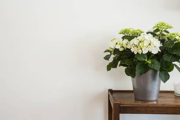 White hydrangeas in a vase with white wall, space for text.