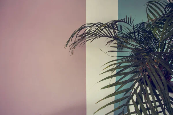 Feche a planta verde sobre a parede pintada de rosa e azul branco, design retro textura de fundo colorido — Fotografia de Stock