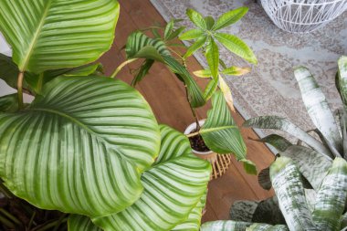 Şık vintage dekor iç tasarım gri halı ve yeşil ev bitkileri, modern tasarım ile