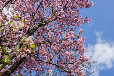 Kiraz ağacı ile pembe Blooming, mavi gökyüzü arka planda Japanse kiraz çiçeklenme