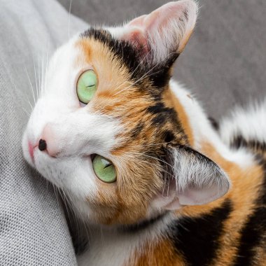 Kedi kanepegüzel yeşil gözleri üzerinde yatan, evcil hayvan portre yakın çekim