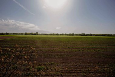 bahar da bahar çayır alanında gün batımı, renkli manzara