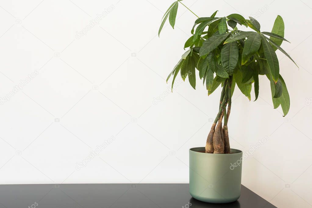 green houseplant on a table against white wall, modern design