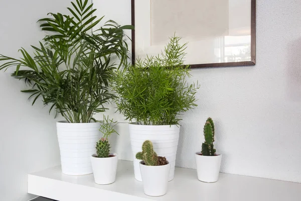 Plantas de salón en macetas blancas y un fondo blanco, decoración de la sala de estar de diseño moderno —  Fotos de Stock