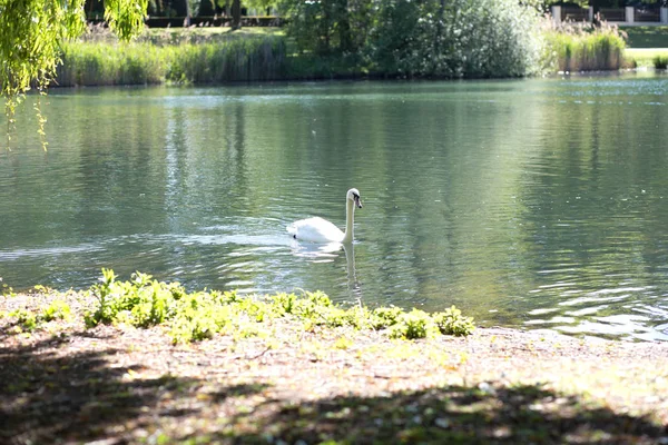 Nehirde yeşil yapraklı beyaz kuğu ve güneş ışığı, doğada yüzen çift.