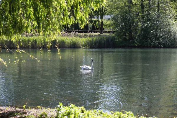 Λευκός κύκνος σε ένα ποτάμι με πράσινα φύλλα και το φως του ήλιου, κολύμπι στη φύση, ζευγάρι — Φωτογραφία Αρχείου