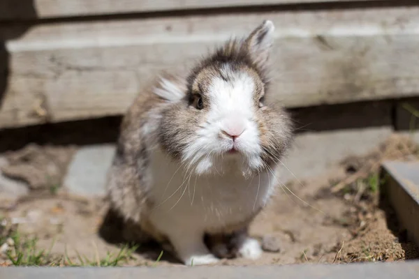 New born rabbit or cute bunny on sand in a garden, cute pet