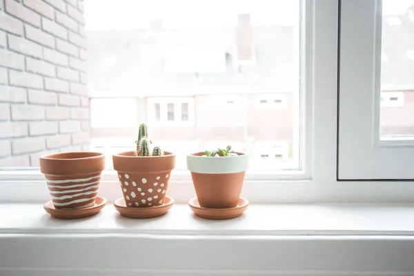 Fleurs de chambre sur le rebord de la fenêtre. Cactus dans des pots confortables sur le rebord de la fenêtre . — Photo