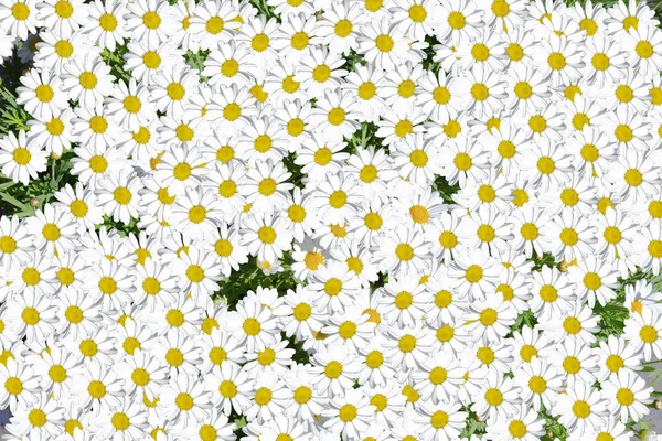 Mooie Blossom Daisy Flowers achtergrondgroep van kamille bloemhoofden, schattige witte design — Stockfoto