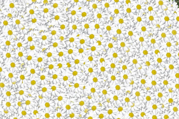 カモミールフラワーヘッドの素敵な花の背景グループ、かわいい白いデザイン — ストック写真
