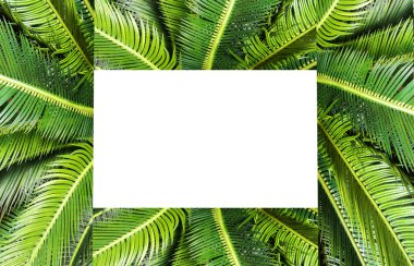 soyut yeşil yaprak doku, doğa arka plan, tropikal orman yaprağı, metin arka plan doku için alan ile yeşil yaprak