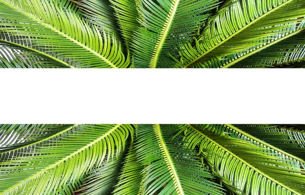 Resumo textura de folha verde, fundo da natureza, folha de selva tropical, folha verde com espaço para texto textura de fundo — Fotografia de Stock