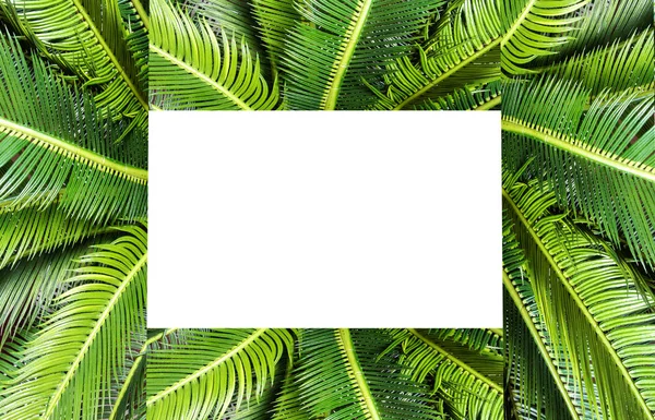 Abstrakt grönt blad textur, natur bakgrund, tropiska djungeln blad, grönt blad med utrymme för textbakgrund textur — Stockfoto