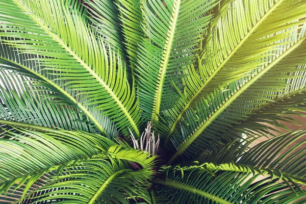 抽象的な緑の葉のテクスチャ、自然の背景、熱帯のジャングルの葉、テキストの背景テクスチャのためのスペースを持つ緑の葉 — ストック写真