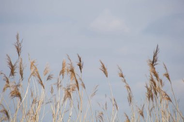 Çiçekli otlar, bilimsel adı Phragmites australis, kasten bulanık, rüzgarda usulca sallanan bir gölet, Rüzgâr
