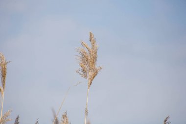 Çiçekli otlar, bilimsel adı Phragmites australis, kasten bulanık, rüzgarda usulca sallanan bir gölet, Rüzgâr