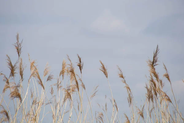 Çiçekli otlar, bilimsel adı Phragmites australis, kasten bulanık, rüzgarda usulca sallanan bir gölet, Rüzgâr