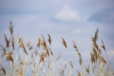 Çiçek reed çim, bilimsel adı Phragmites australis, kasıtlı bulanık, hafifçe bir gölet kıyısında rüzgar sallanan, Rüzgar arka plan