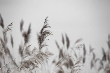 Çiçekli otlar, bilimsel adı Phragmites australis, kasten bulanık, rüzgarda usulca sallanan bir gölet, Rüzgâr