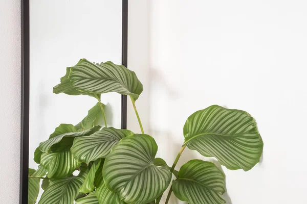 Plantes de maison sur mur blanc, plante d'intérieur verte moderne, décoration rétro — Photo