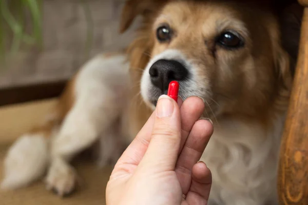 Žena ruka drží pilulky a close-up léky a léky, které jsou důležité u psů. rozmazané pozadí. nápady, koncepty, Někteří psi plemena neradi berou léky, když nemocný — Stock fotografie