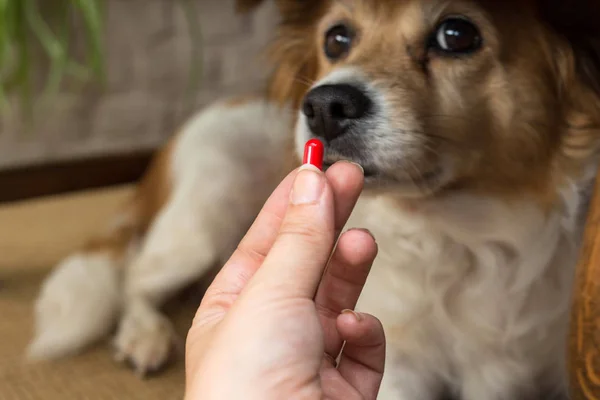 Wanita tangan memegang pil dan close-up obat-obatan dan obat-obatan yang penting pada anjing. Latar belakang kabur. ide, konsep, Beberapa ras anjing tidak suka minum obat ketika sakit Stok Foto Bebas Royalti