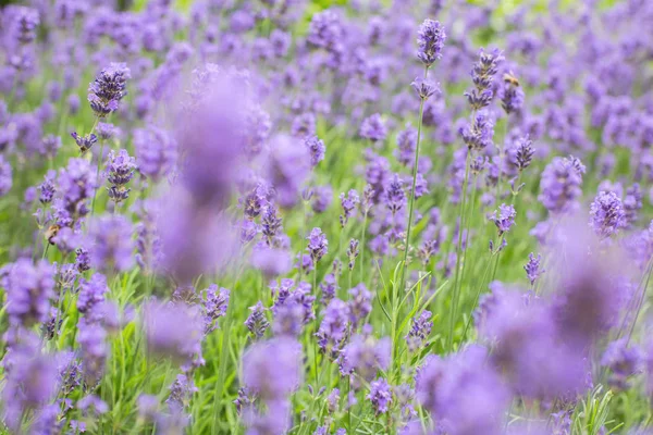 Лавандове поле влітку, крупним планом фіолетові кольори концепція фону — стокове фото