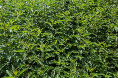 Zeminde ortak ısırgan bir demet, batma veya tıbbi bitki yakın çekim