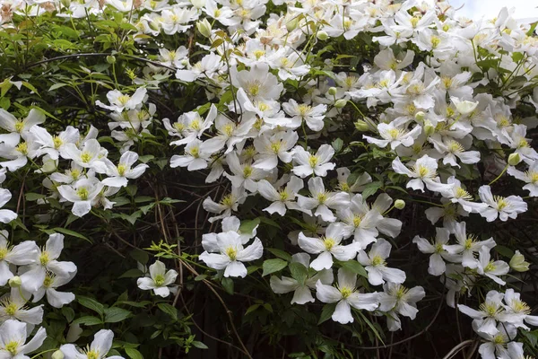 Куст красивых белых цветов в природе — стоковое фото