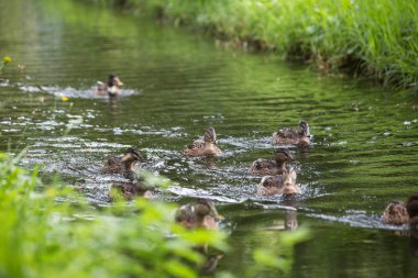 Mavi gölde yüzen ördekler. birlikte doğada grup