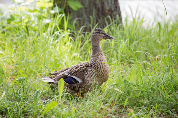wild duck walks on green grass in nature, beautiful spring portrait