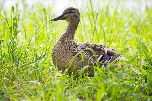 wild duck walks on green grass in nature, beautiful spring portrait