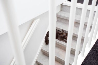 Gri safkan İngiliz kedisi modern bir evde merdivenlerde oturan