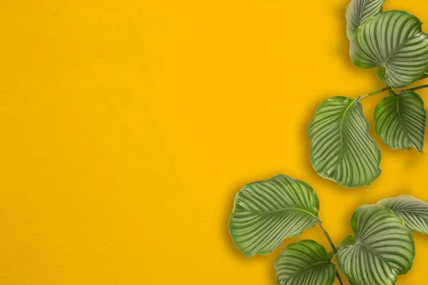 Parede pintada de amarelo brilhante emoldurada com folhas de palma tropicais verdes, luz solar com padrões de sombras, fundo de verão. design retro — Fotografia de Stock