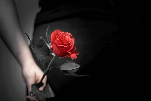 Beautiful red rose close up, selective focus, romantic concept, space for text love — Stock Photo, Image