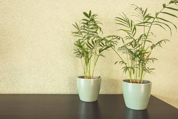 Accueil plantes avec feuilles vertes dans un pot en céramique sur table en bois, design rétro — Photo